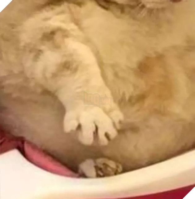 Không nhịn nổi cười với chú mèo ú lu mắc kẹt khi ngồi vào xe đẩy trẻ em 3