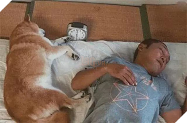 Không nhịn nổi cười với chú mèo ú lu mắc kẹt khi ngồi vào xe đẩy trẻ em 4