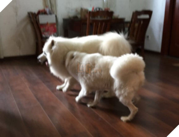 Hen ho qua mang khong thanh doi nhung lai thanh thong gia: 'Boss' hai nha 'yeu say dam', 'dinh nhu sam 6 Hẹn hò qua mạng không thành đôi nhưng lại thành thông gia: 'Boss' hai nhà 'yêu say đắm', 'dính như sam'