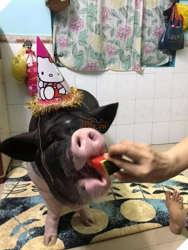 
Chú heo mini đã bắt đầu thay đổi lúc sinh nhật tròn 1 tuổi