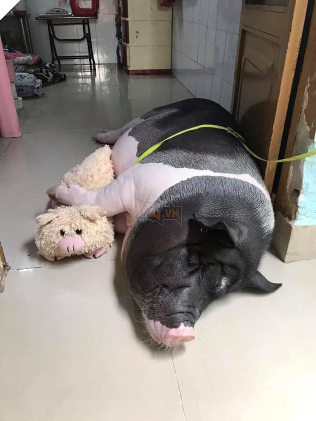 
Sau khi nuôi thì chú heo "mini" sẽ "phát tướng" không khác gì heo nuôi lấy thịt