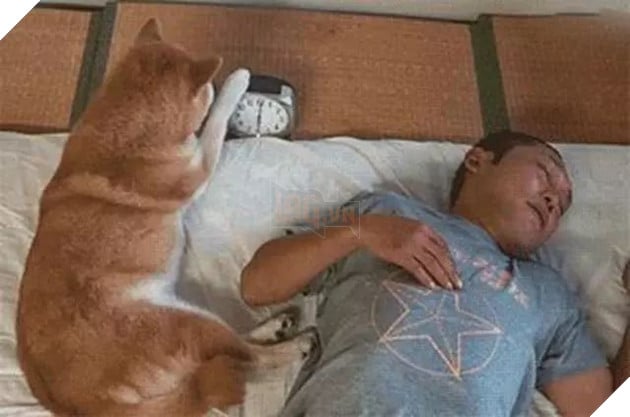 Không nhịn nổi cười với chú mèo ú lu mắc kẹt khi ngồi vào xe đẩy trẻ em 5