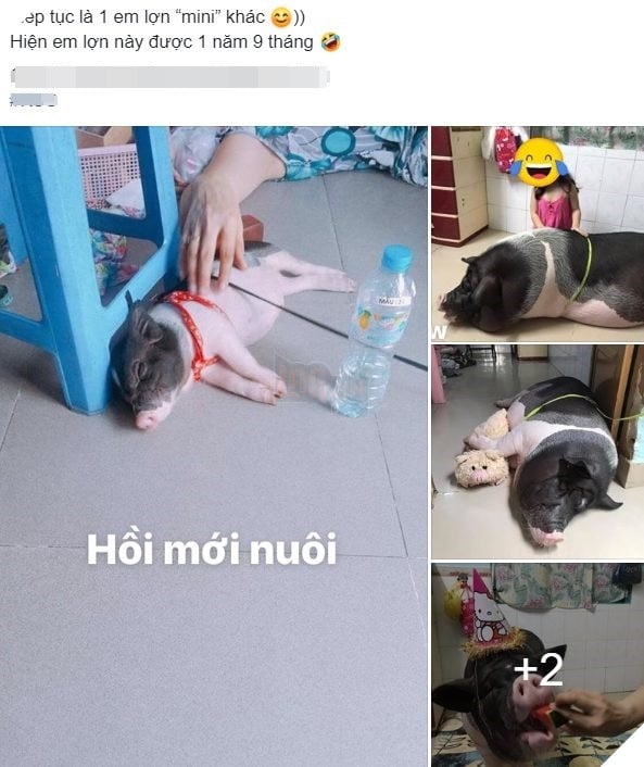 
Câu chuyện được chia sẻ về chú heo mini gây chú ý trên MXH
