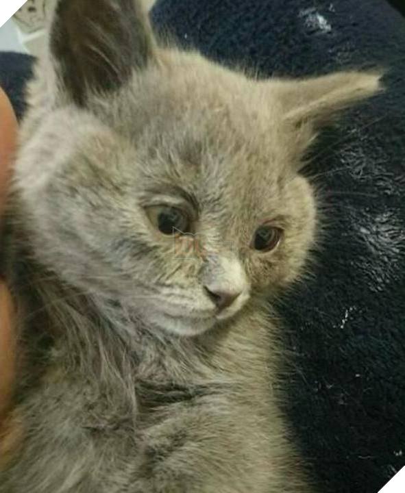 
Hình ảnh mắt hai mí của một chú mèo sau khi được phẫu thuật.