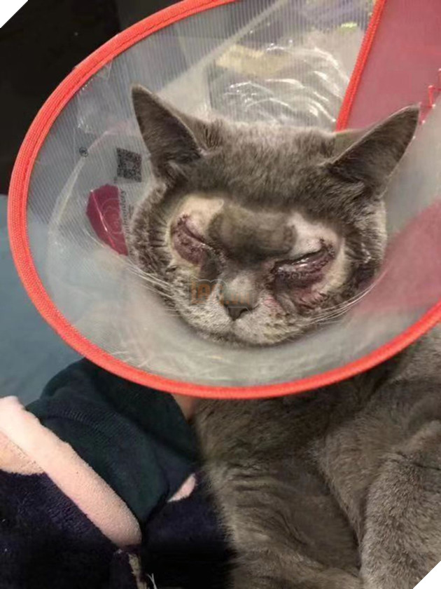 
Chú mèo mặt sưng vù và biến dạng sau phẫu thuật cắt mí.
