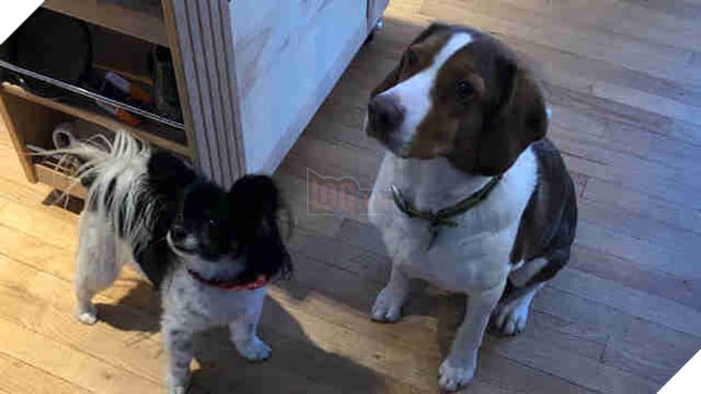 Chan phai o nha 1 minh, 2 chu cho goi len 911 tan 16 lan de keu canh sat toi choi khien ho so chet khiep Dogs who called 911 in Lakeville, Minnesota