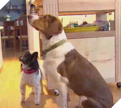 Chan phai o nha 1 minh, 2 chu cho goi len 911 tan 16 lan de keu canh sat toi choi khien ho so chet khiep 4 Remy and Bomber the dogs who called the cops