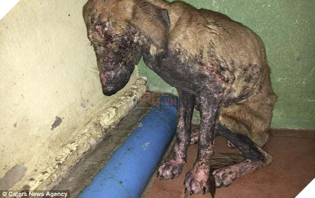 Phát hiện trong tình trạng mê man, thương tích đầy mặt, chú chó được cứu sống một các kỳ diệu