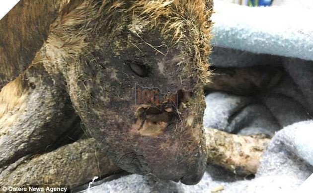 Phát hiện trong tình trạng mê man, thương tích đầy mặt, chú chó được cứu sống một các kỳ diệu 2