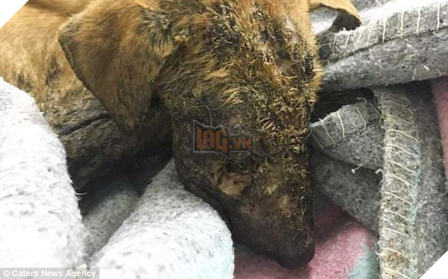 Phát hiện trong tình trạng mê man, thương tích đầy mặt, chú chó được cứu sống một các kỳ diệu 3