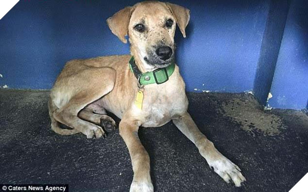 Phát hiện trong tình trạng mê man, thương tích đầy mặt, chú chó được cứu sống một các kỳ diệu 4