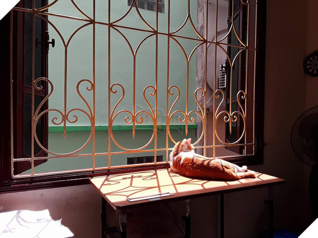 Bên nhau 7 năm dù sen bị dị ứng còn quàng thượng thì ngày càng núng nính - Ảnh 2.