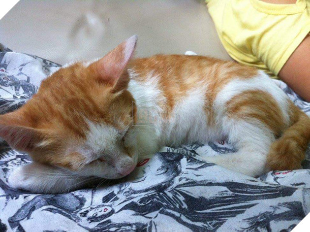 Sen bị dị ứng l&#244;ng m&#232;o c&#242;n cố nu&#244;i “qu&#224;ng thượng”, c&#225;i kết 7 năm t&#236;nh bạn l&#224;m ai cũng xi&#234;u l&#242;ng! - Ảnh 3.