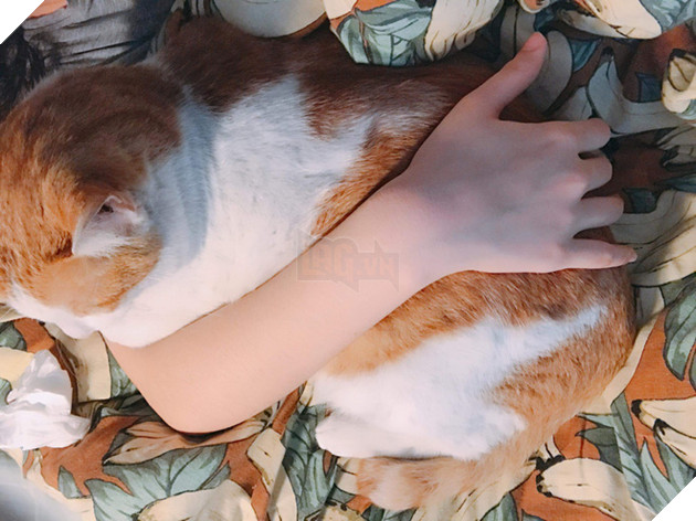 Sen bị dị ứng l&#244;ng m&#232;o c&#242;n cố nu&#244;i “qu&#224;ng thượng”, c&#225;i kết 7 năm t&#236;nh bạn l&#224;m ai cũng xi&#234;u l&#242;ng! - Ảnh 3.