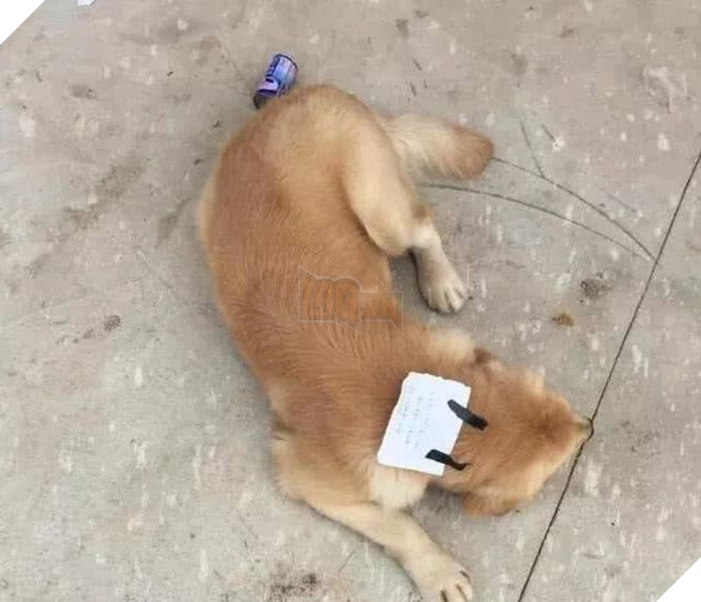 Jin Mao tự ái bỏ nhà đi và gây ra sự việc không thể ngờ
Jin Mao tự ái bỏ nhà đi và gây ra sự việc không thể ngờ