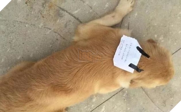 Bị chủ mắng, chú chó bỏ nhà ra đi, lúc trở về còn vác theo cả một khoản nợ Bị chủ mắng, chú chó bỏ nhà ra đi, lúc trở về còn vác theo cả một khoản nợ