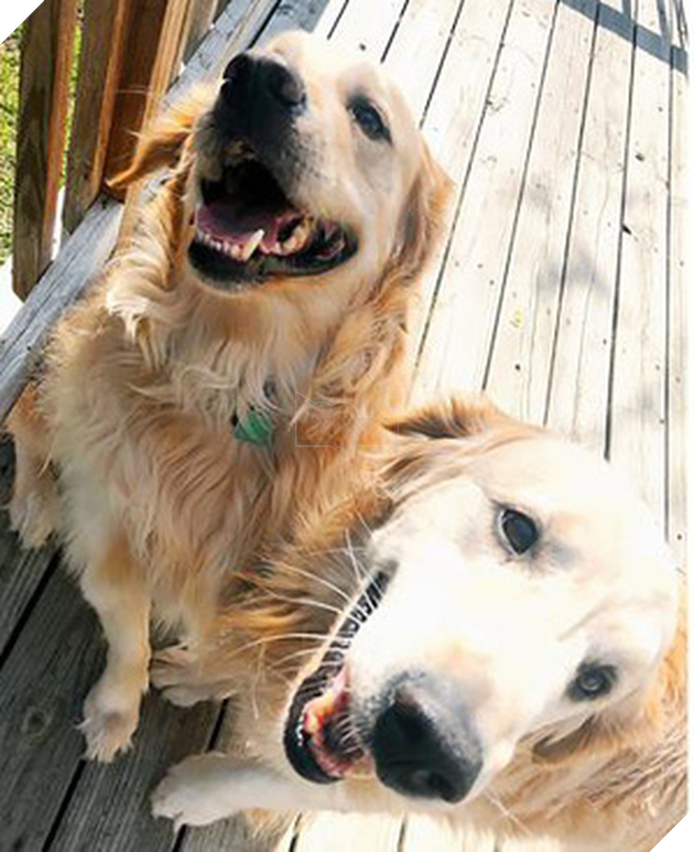 B&#233; g&#225;i mắc bệnh u n&#227;o nhận được 80.000 c&#225;nh thư động vi&#234;n từ... những ch&#250; ch&#243; khắp thế giới - Ảnh 3.