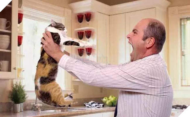 mèo ghét gì? những điều bạn không nên làm với mèo