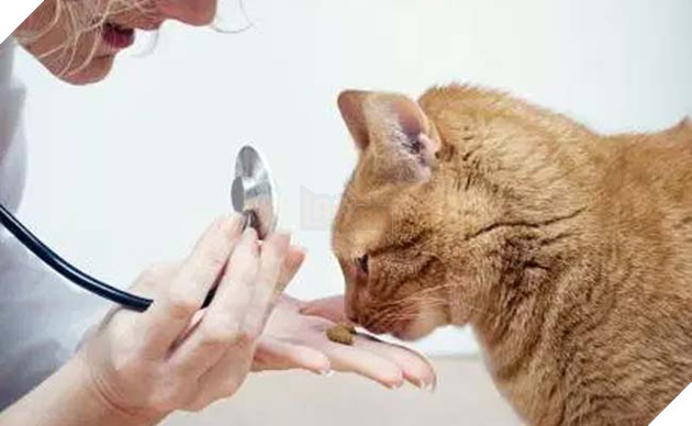 mèo ghét gì? những điều bạn không nên làm với mèo