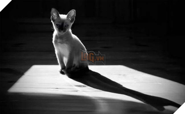 mèo ghét gì? những điều bạn không nên làm với mèo