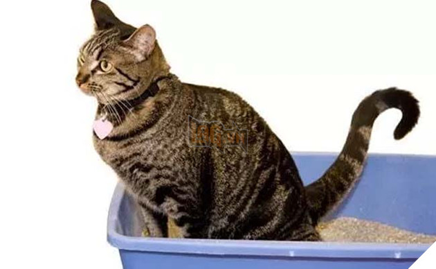 mèo ghét gì? những điều bạn không nên làm với mèo