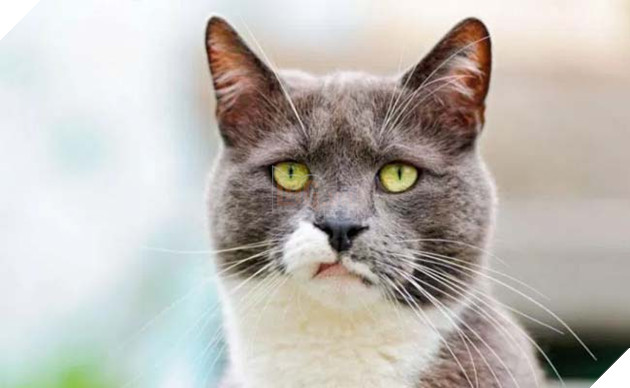 mèo ghét gì? những điều bạn không nên làm với mèo