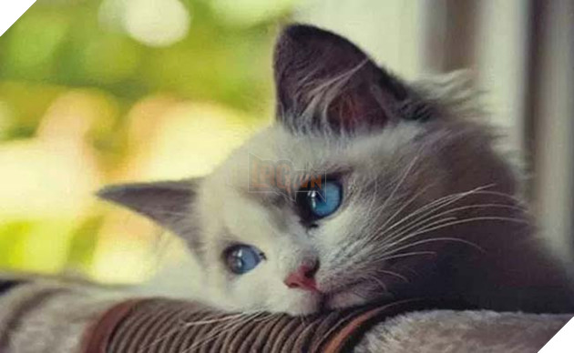 mèo ghét gì? những điều bạn không nên làm với mèo