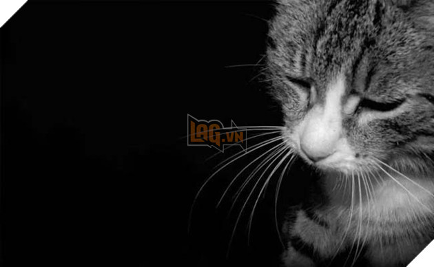 mèo ghét gì? những điều bạn không nên làm với mèo