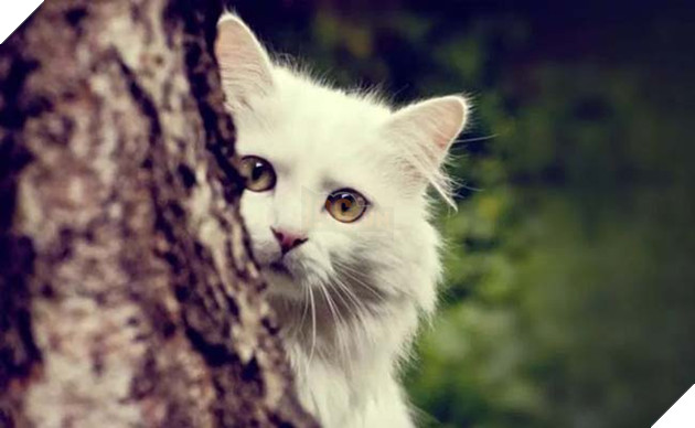 mèo ghét gì? những điều bạn không nên làm với mèo