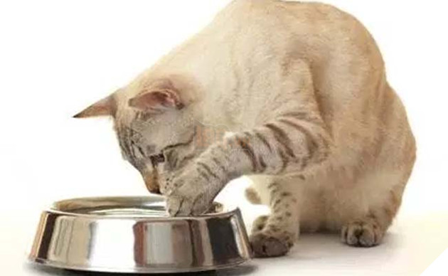 mèo ghét gì? những điều bạn không nên làm với mèo