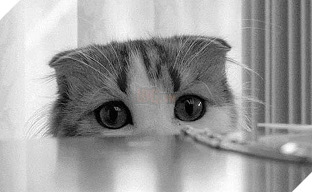 mèo ghét gì? những điều bạn không nên làm với mèo