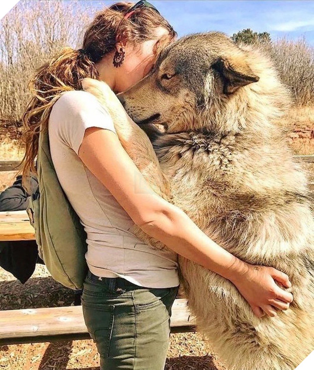 Chùm ảnh: 15 điều cần biết nếu bạn muốn nuôi một chú chó-lai-sói siêu đáng yêu trong nhà - Ảnh 6. Chùm ảnh: 15 điều cần biết nếu bạn muốn nuôi một chú chó-lai-sói siêu đáng yêu trong nhà - Ảnh 6.
