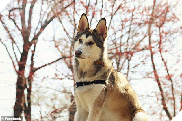 Ch&#250; ch&#243; b&#225;o động chủ về đ&#225;m ch&#225;y l&#250;c nửa đ&#234;m nhưng cuối c&#249;ng n&#243; lại chết trong biển lửa - Ảnh 2.