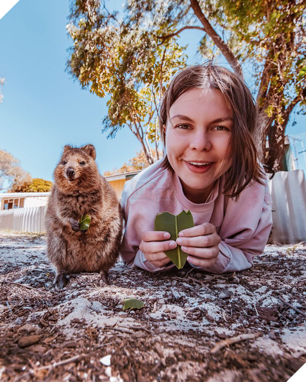 Bộ ảnh về Quokka - loài thú luôn mỉm cười, được mệnh danh là "hạnh phúc nhất Trái Đất" sẽ làm bạn quên hết muộn phiền - Ảnh 3. Bộ ảnh về Quokka - loài thú luôn mỉm cười, được mệnh danh là "hạnh phúc nhất Trái Đất" sẽ làm bạn quên hết muộn phiền - Ảnh 3.