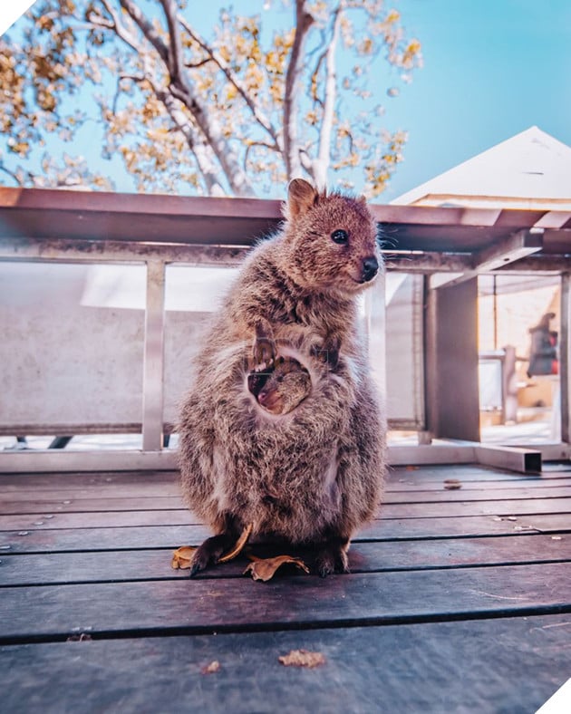 Bộ ảnh về Quokka - loài thú luôn mỉm cười, được mệnh danh là "hạnh phúc nhất Trái Đất" sẽ làm bạn quên hết muộn phiền - Ảnh 4. Bộ ảnh về Quokka - loài thú luôn mỉm cười, được mệnh danh là "hạnh phúc nhất Trái Đất" sẽ làm bạn quên hết muộn phiền - Ảnh 4.