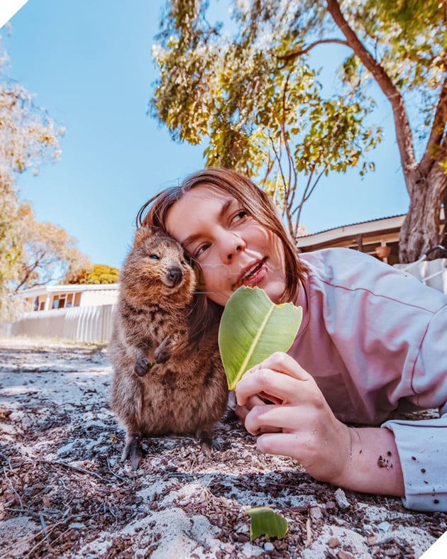 Bộ ảnh về Quokka - loài thú luôn mỉm cười, được mệnh danh là "hạnh phúc nhất Trái Đất" sẽ làm bạn quên hết muộn phiền - Ảnh 5. Bộ ảnh về Quokka - loài thú luôn mỉm cười, được mệnh danh là "hạnh phúc nhất Trái Đất" sẽ làm bạn quên hết muộn phiền - Ảnh 5.