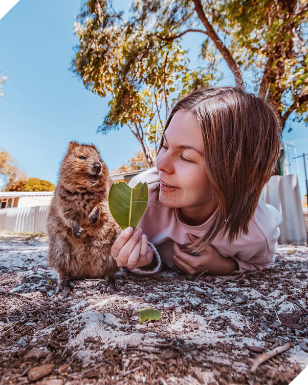 Bộ ảnh về Quokka - loài thú luôn mỉm cười, được mệnh danh là "hạnh phúc nhất Trái Đất" sẽ làm bạn quên hết muộn phiền - Ảnh 3. Bộ ảnh về Quokka - loài thú luôn mỉm cười, được mệnh danh là "hạnh phúc nhất Trái Đất" sẽ làm bạn quên hết muộn phiền - Ảnh 3.