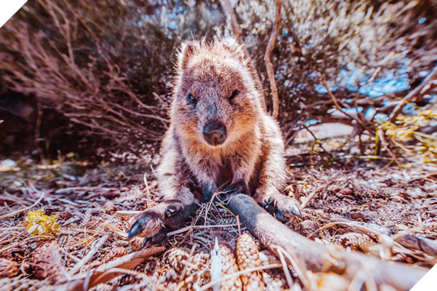 Bộ ảnh về Quokka - loài thú luôn mỉm cười, được mệnh danh là "hạnh phúc nhất Trái Đất" sẽ làm bạn quên hết muộn phiền - Ảnh 4. Bộ ảnh về Quokka - loài thú luôn mỉm cười, được mệnh danh là "hạnh phúc nhất Trái Đất" sẽ làm bạn quên hết muộn phiền - Ảnh 4.
