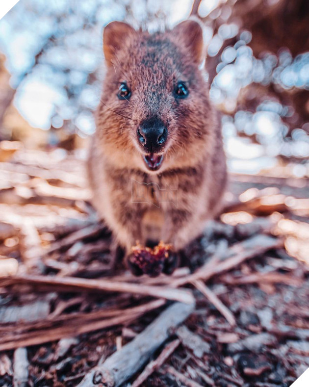 Bộ ảnh về Quokka - loài thú luôn mỉm cười, được mệnh danh là "hạnh phúc nhất Trái Đất" sẽ làm bạn quên hết muộn phiền - Ảnh 2. Bộ ảnh về Quokka - loài thú luôn mỉm cười, được mệnh danh là "hạnh phúc nhất Trái Đất" sẽ làm bạn quên hết muộn phiền - Ảnh 2.