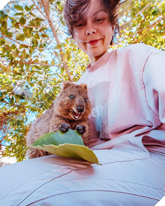 Bộ ảnh về Quokka - loài thú luôn mỉm cười, được mệnh danh là "hạnh phúc nhất Trái Đất" sẽ làm bạn quên hết muộn phiền - Ảnh 7. Bộ ảnh về Quokka - loài thú luôn mỉm cười, được mệnh danh là "hạnh phúc nhất Trái Đất" sẽ làm bạn quên hết muộn phiền - Ảnh 7.
