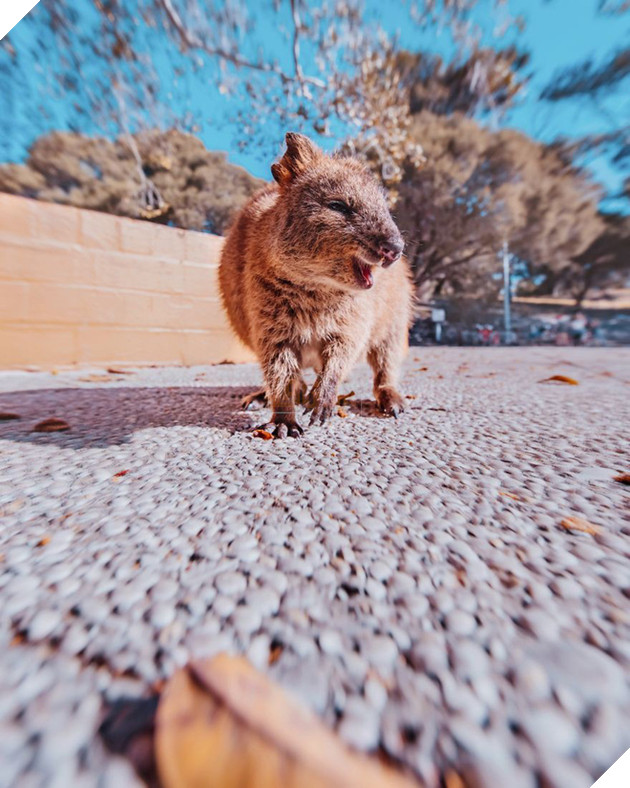 Bộ ảnh về Quokka - loài thú luôn mỉm cười, được mệnh danh là "hạnh phúc nhất Trái Đất" sẽ làm bạn quên hết muộn phiền - Ảnh 4. Bộ ảnh về Quokka - loài thú luôn mỉm cười, được mệnh danh là "hạnh phúc nhất Trái Đất" sẽ làm bạn quên hết muộn phiền - Ảnh 4.