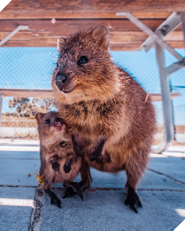 Bộ ảnh về Quokka - loài thú luôn mỉm cười, được mệnh danh là "hạnh phúc nhất Trái Đất" sẽ làm bạn quên hết muộn phiền - Ảnh 4. Bộ ảnh về Quokka - loài thú luôn mỉm cười, được mệnh danh là "hạnh phúc nhất Trái Đất" sẽ làm bạn quên hết muộn phiền - Ảnh 4.