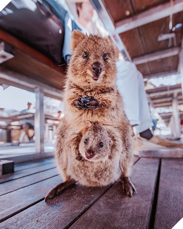 Bộ ảnh về Quokka - loài thú luôn mỉm cười, được mệnh danh là hạnh phúc nhất Trái Đất sẽ làm bạn quên hết muộn phiền - Ảnh 1. Bộ ảnh về Quokka - loài thú luôn mỉm cười, được mệnh danh là hạnh phúc nhất Trái Đất sẽ làm bạn quên hết muộn phiền - Ảnh 1.