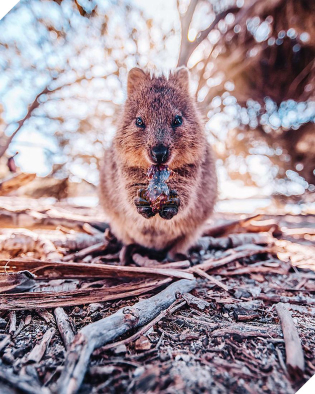 Bộ ảnh về Quokka - loài thú luôn mỉm cười, được mệnh danh là "hạnh phúc nhất Trái Đất" sẽ làm bạn quên hết muộn phiền - Ảnh 2. Bộ ảnh về Quokka - loài thú luôn mỉm cười, được mệnh danh là "hạnh phúc nhất Trái Đất" sẽ làm bạn quên hết muộn phiền - Ảnh 2.