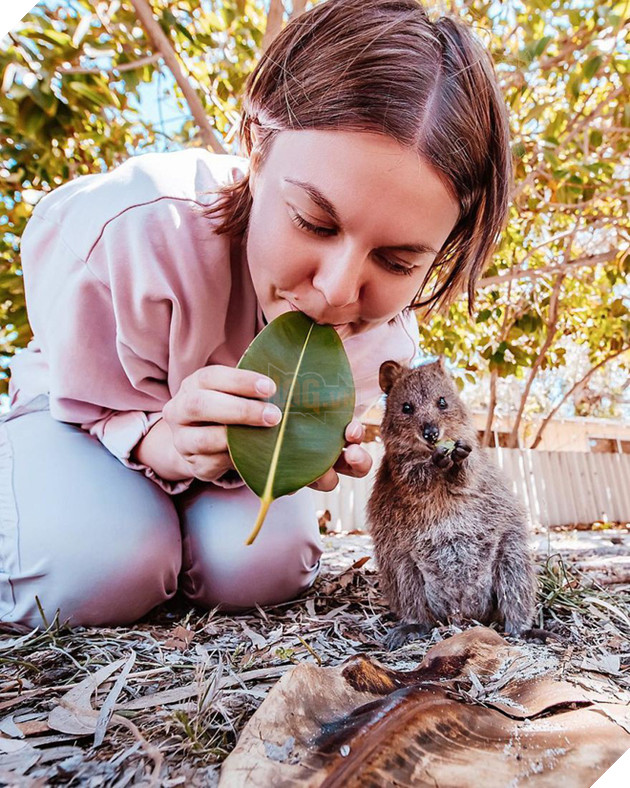 Bộ ảnh về Quokka - loài thú luôn mỉm cười, được mệnh danh là "hạnh phúc nhất Trái Đất" sẽ làm bạn quên hết muộn phiền - Ảnh 5. Bộ ảnh về Quokka - loài thú luôn mỉm cười, được mệnh danh là "hạnh phúc nhất Trái Đất" sẽ làm bạn quên hết muộn phiền - Ảnh 5.