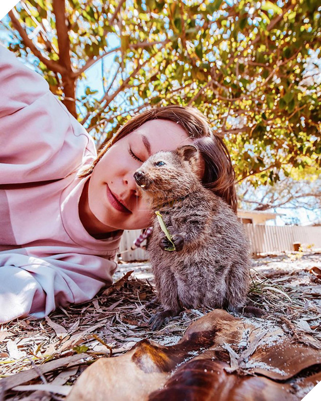 Bộ ảnh về Quokka - loài thú luôn mỉm cười, được mệnh danh là "hạnh phúc nhất Trái Đất" sẽ làm bạn quên hết muộn phiền - Ảnh 7. Bộ ảnh về Quokka - loài thú luôn mỉm cười, được mệnh danh là "hạnh phúc nhất Trái Đất" sẽ làm bạn quên hết muộn phiền - Ảnh 7.