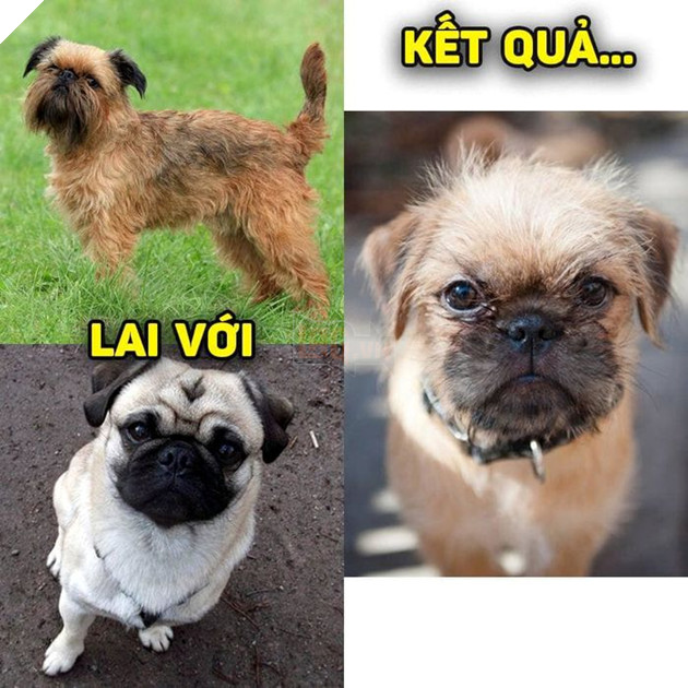 
Nhìn giống một... chú khỉ hơn là chú chó!  (Ảnh: Khách sạn chó mèo thú cưng phương Nam)