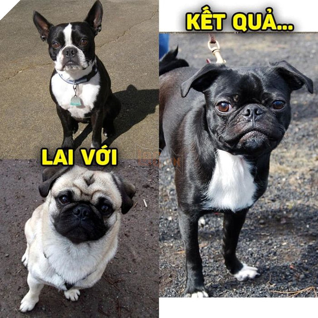 
Sao mà mặt thộn quá dzạaaa!(Ảnh: Khách sạn chó mèo thú cưng phương Nam)