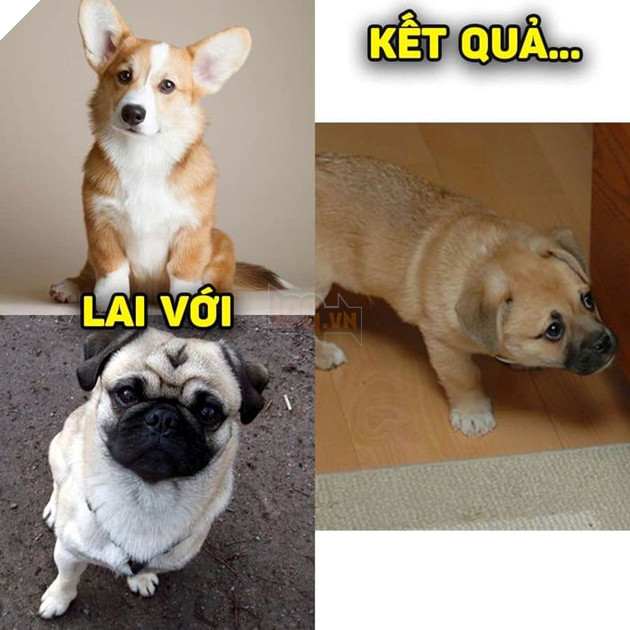 
Mặt Pug, mình Corgi...(Ảnh: Khách sạn chó mèo thú cưng phương Nam)