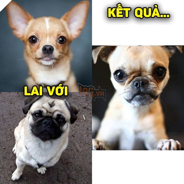 
Cái mũi với cái miệng hơi sai sai...(Ảnh: Khách sạn chó mèo thú cưng phương Nam)